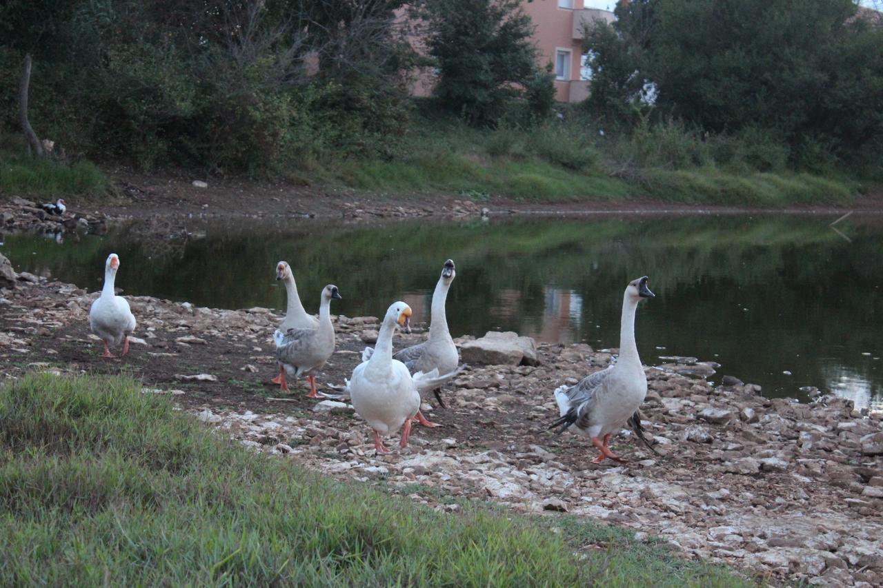Apartments Barbic Μεντουλίν Εξωτερικό φωτογραφία